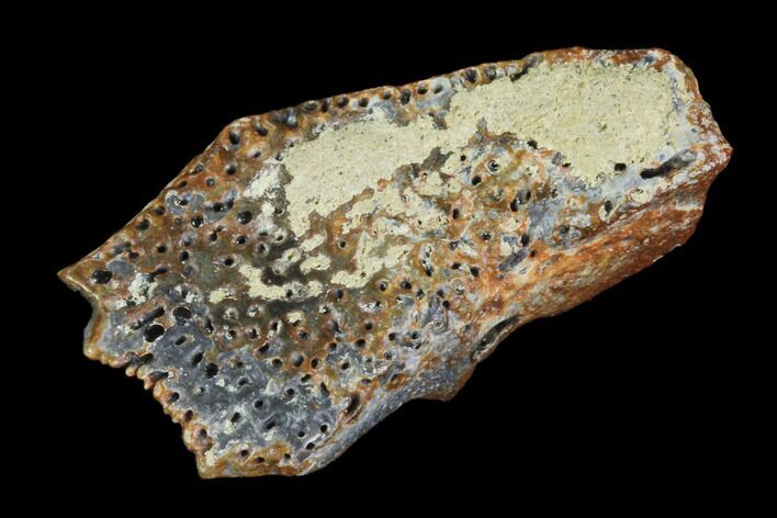 Deinosuchus Scute - Aguja Formation, Texas #105090